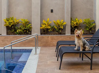 dog_pool